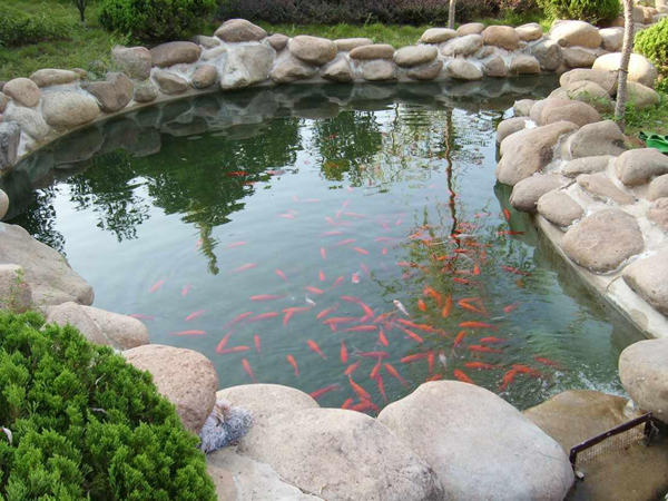 博山上水銀花大廈錦鯉池水處理